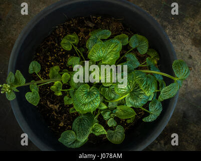 Wasabi plant, Eutrema japonicum or Wasabia japonica Stock Photo