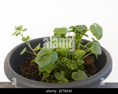 Wasabi plant, Eutrema japonicum or Wasabia japonica Stock Photo