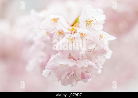 Cherry blossoms bloom on the branch of a cherry tree. The petals are covered in rain drops and the flowers hang down towards the ground. Stock Photo