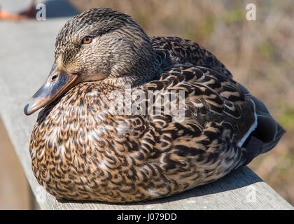 A female mallard duck sits perched on top of a fence at the Reifel Bird Sanctuary in Delta, B.C., Canada. Stock Photo