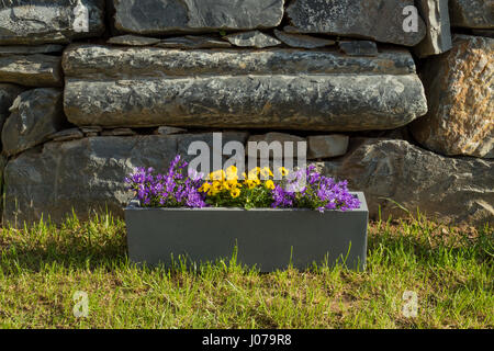Rectangular pot of flowers on the grass with natural stones as background - violets and bellflowers Stock Photo