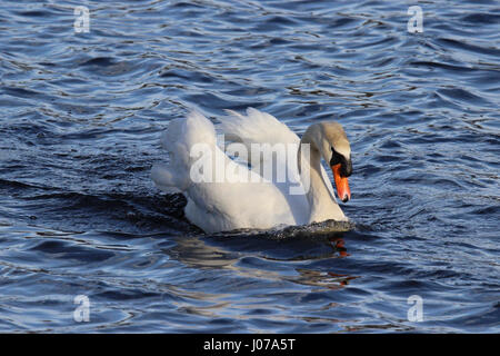 A swan defends its territory by swimming in an aggressive posture. Stock Photo