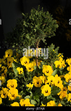 Horned Violets, Yellow Violas planted in a pot below a green small tree Stock Photo