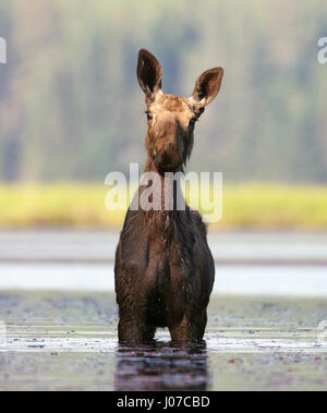 ONTARIO, CANADA: THESE MOOS-IVE 1,500 pound beasts look like testosterone fuelled donkeys when they have no antlers. A large male or bull can be seen looking rather grumpy while cooling off in the water, furiously trying to ignore the pests invading his personal space.  In another shot a baby moose can be seen head on, moos- querading as a little donkey.  Other pictures show the female also looking donkey-like while having a river-side snack and spending time with her young. Photographer Marc Latremouille (47) spent one-hundred hours sat in a canoe capturing the essence of these woodland heavy Stock Photo