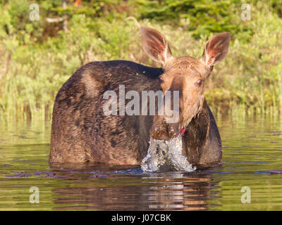 ONTARIO, CANADA: THESE MOOS-IVE 1,500 pound beasts look like testosterone fuelled donkeys when they have no antlers. A large male or bull can be seen looking rather grumpy while cooling off in the water, furiously trying to ignore the pests invading his personal space.  In another shot a baby moose can be seen head on, moos- querading as a little donkey.  Other pictures show the female also looking donkey-like while having a river-side snack and spending time with her young. Photographer Marc Latremouille (47) spent one-hundred hours sat in a canoe capturing the essence of these woodland heavy Stock Photo