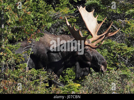 ONTARIO, CANADA: THESE MOOS-IVE 1,500 pound beasts look like testosterone fuelled donkeys when they have no antlers. A large male or bull can be seen looking rather grumpy while cooling off in the water, furiously trying to ignore the pests invading his personal space.  In another shot a baby moose can be seen head on, moos- querading as a little donkey.  Other pictures show the female also looking donkey-like while having a river-side snack and spending time with her young. Photographer Marc Latremouille (47) spent one-hundred hours sat in a canoe capturing the essence of these woodland heavy Stock Photo