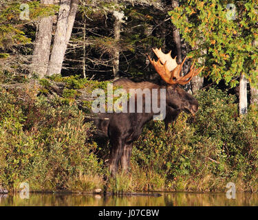 ONTARIO, CANADA: THESE MOOS-IVE 1,500 pound beasts look like testosterone fuelled donkeys when they have no antlers. A large male or bull can be seen looking rather grumpy while cooling off in the water, furiously trying to ignore the pests invading his personal space.  In another shot a baby moose can be seen head on, moos- querading as a little donkey.  Other pictures show the female also looking donkey-like while having a river-side snack and spending time with her young. Photographer Marc Latremouille (47) spent one-hundred hours sat in a canoe capturing the essence of these woodland heavy Stock Photo