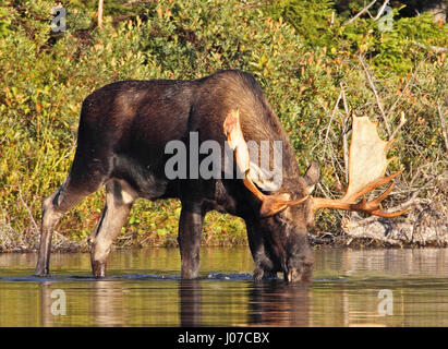 ONTARIO, CANADA: THESE MOOS-IVE 1,500 pound beasts look like testosterone fuelled donkeys when they have no antlers. A large male or bull can be seen looking rather grumpy while cooling off in the water, furiously trying to ignore the pests invading his personal space.  In another shot a baby moose can be seen head on, moos- querading as a little donkey.  Other pictures show the female also looking donkey-like while having a river-side snack and spending time with her young. Photographer Marc Latremouille (47) spent one-hundred hours sat in a canoe capturing the essence of these woodland heavy Stock Photo