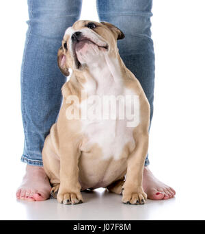 bulldog puppy sitting at feet of owner on white background Stock Photo