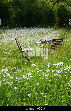 Two chairs and table laid for breakfast amongst a garden wildflower meadow. Two days after midsummer, with oxeye daisies in full bloom. Stock Photo