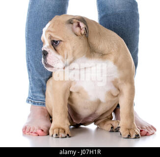 bulldog puppy sitting at feet of owner on white background Stock Photo