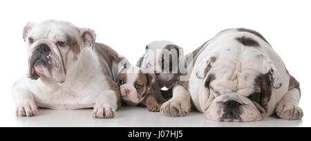 bulldog mother and father with their puppies Stock Photo