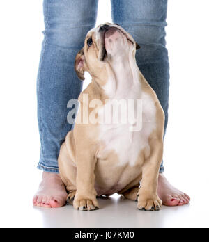 bulldog puppy sitting at feet of owner on white background Stock Photo