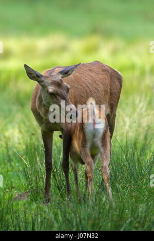 A Red Deer Hind ( Cervus elaphus) standing in amongst the heather . A ...