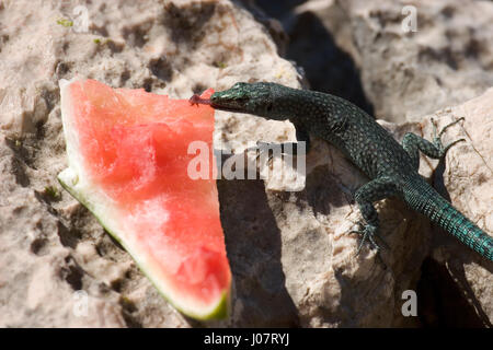 sharp-snouted rock lizard eating watermellon Stock Photo