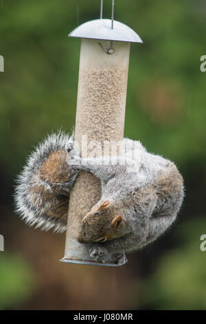 Grey squirrel, Sciurus carolinensis, stealing sunflower heart bird food from feeder, March. UK Stock Photo