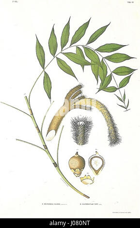 Two detailed botanical illustrations depict the leaves and flowers of ...