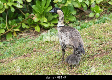 Nene, Hawaiian Goose, Branta sandvicensis, with goslings, Kilauea Point National Wildlife Refuge, Kilauea, Kauai, Hawaii, USA Stock Photo