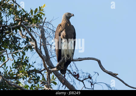 Grey-headed Fish Eagle (Icthyophaga ichthyaetus), Prek Toal, Tonle Sap Stock Photo