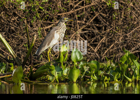 Chinese Pond Heron (Ardeola bacchus) perching, Prek Toal, Tonle Sap, Cambodia Stock Photo