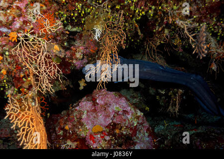 The coral reef from Lastovo island, Adriatic Sea in Croatia Stock Photo