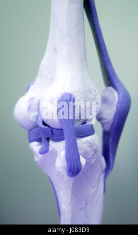 Knee and meniscus medical study student anatomy model showing bones, tendons and ligaments for teaching in clinic. Stock Photo