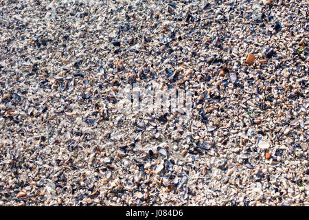 Natural background of sea shells on the coast of the Black Sea Stock Photo