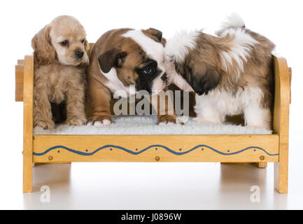 three different breeds of puppies sitting on a wooden bench Stock Photo