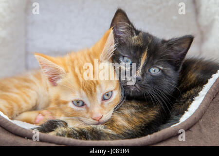 Cute ginger and tortoiseshell kittens together in a cat bed Stock Photo