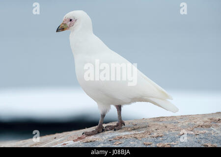 Snowy sheathbill, Chionis albus, Port Lockroy, Wiencke Island, Palmer Archipelago, Antarctic Peninsula, Antarctica Stock Photo