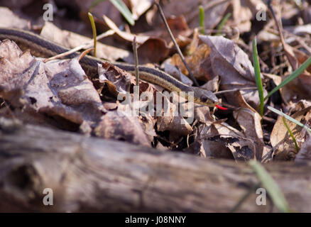 Garter snake on forest floor with red and black tongue showing. Stock Photo