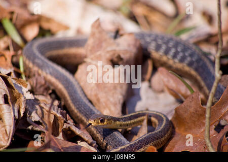Two Garter Snakes intertwined on the forest floor Stock Photo