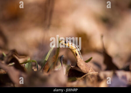 garter Snakes head close up profile on forest floor with fallen brown leaves Stock Photo