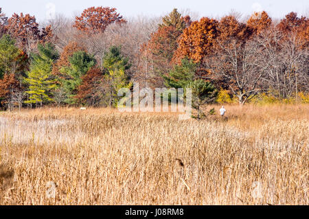 fall treeline with swamp reeds in foreground Stock Photo
