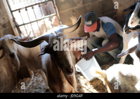 Goats at their enclosure while a a farmer hand milks some of them in a farm in the Spanish island of Majorca Stock Photo