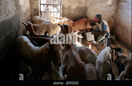 Goats at their enclosure while a a farmer hand milks some of them in a farm in the Spanish island of Majorca Stock Photo