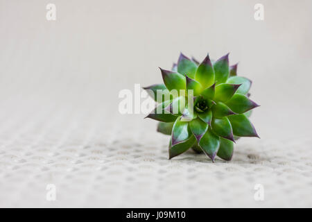 Bright green, single succulent on light background Stock Photo