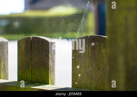 spider web on a wooden fence in the afternoon Stock Photo