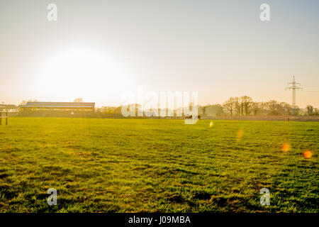 horses at sunset in a big field Europe Germany Stock Photo