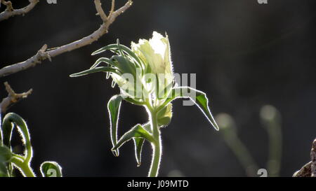 Ghost flower - Mohavea confertiflora outline sunlit in the desert of Southern California Stock Photo