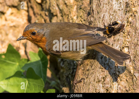 Robin (Erithacus rubecula) with prey in beak. Bird in family Turdidae, gripping tree trunk with Opilionid prey and bumblebee (Bombus terrestris  Stock Photo
