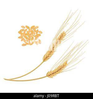 Wheat ears with grains isolated on white background. Golden spike. Side view. Close up. Vector illustration. For cooking, food design, cosmetics, diet Stock Vector