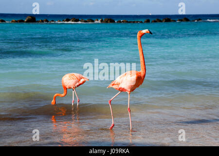 The best beaches of Aruba: Flamingo Beach of the Renaissance Hotel Stock Photo