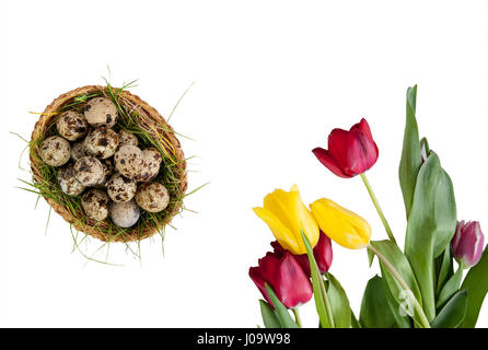 Quail eggs painted for Easter in a round basket with a nest of colorful tulips on white background Stock Photo