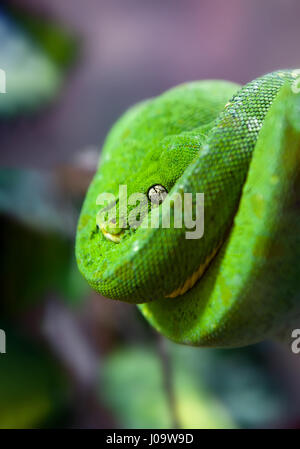 Green Python with Golden eye hanging on a branch in a spiral close up Stock Photo