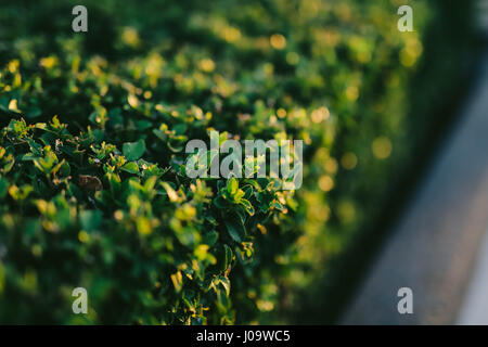 Rectangular green shrub fences, close-up. Flowers and plants in  Stock Photo