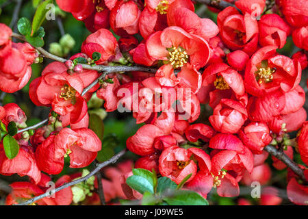 Flowering Quince Chaenomeles x superba Red trail Flowers on Branch Red Chaenomeles Red trail Blooming Red Blossoms Branches Spring Blooms April Garden Stock Photo
