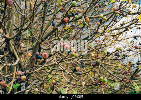 Ripe figs on the tree. Montenegrin fig trees Stock Photo