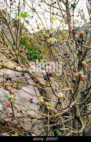 Ripe figs on the tree. Montenegrin fig trees Stock Photo
