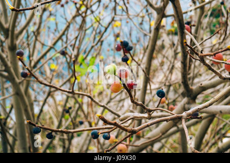 Ripe figs on the tree. Montenegrin fig trees Stock Photo